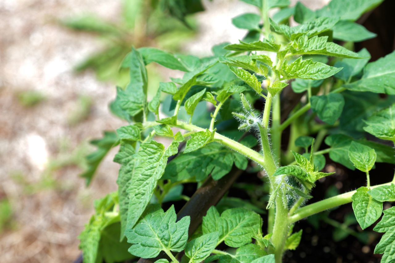 Tomato plant.