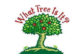 Drawing of an apple tree with red text reading "What Tree Is It?"