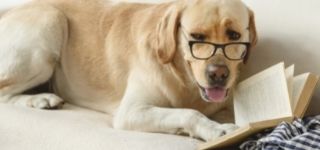 Yellow Labrador wearing classes and reading a book.
