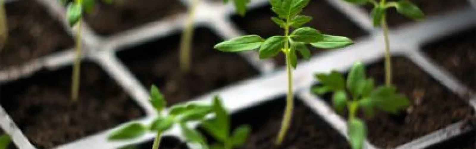 Seedlings sprouting.
